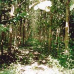 teak 1