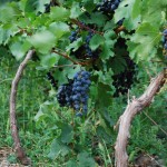 Grapes on vine in a village near the Yunnan Tibet border
