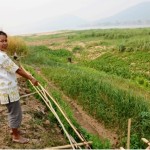 The riverbank vegetable plot in Boong Kla sub-district, Boong Kla, Bueng Kan was completely inundated.  Ms. Jarin Kamghong had to replant the plot after flooding in December 2013.  Photo: March 8, Montree Chantawong