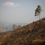 burmese logging