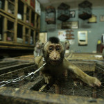 pettrade07(2)