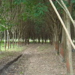 A rubber tree plantation in Thailand. Image used under Wikimedia Commons.